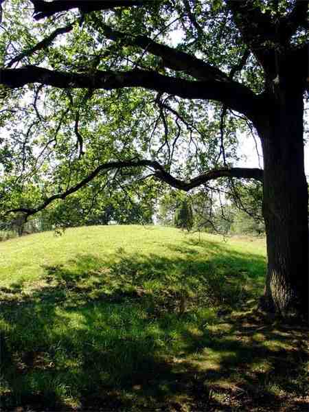Grafheuvel op Kampsheide