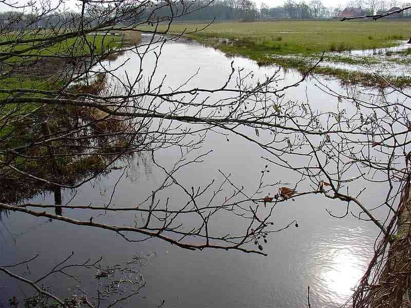 De Reest
