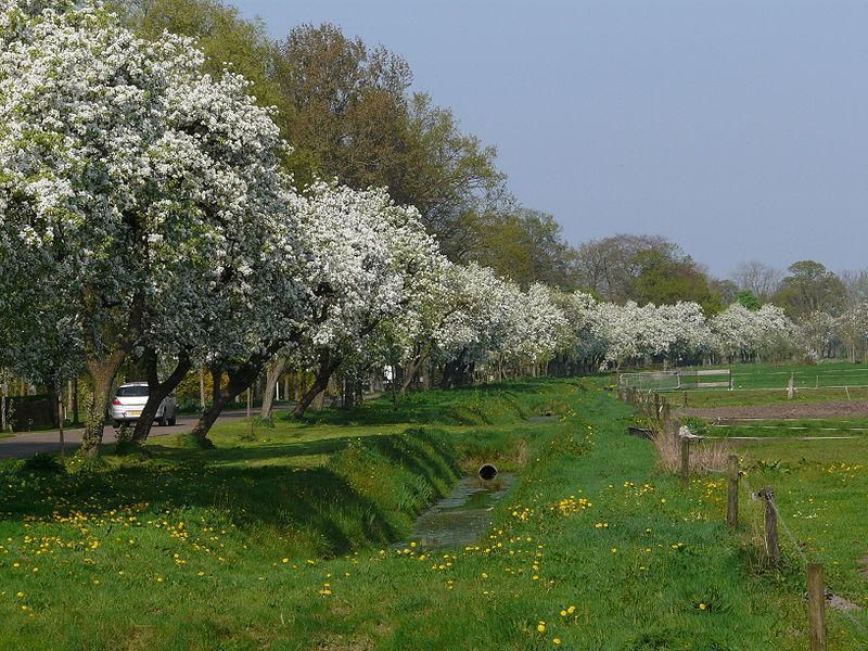 De Dr. Larijweg met volop bloesems