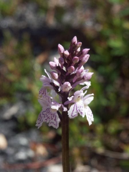 Dactylorhiza maculata ofwel gevlekte Orchis.  zeldzame plant voorkomend in nabije natuurgebieden
