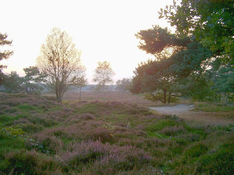 Natuurgebie bij Bakkeveen