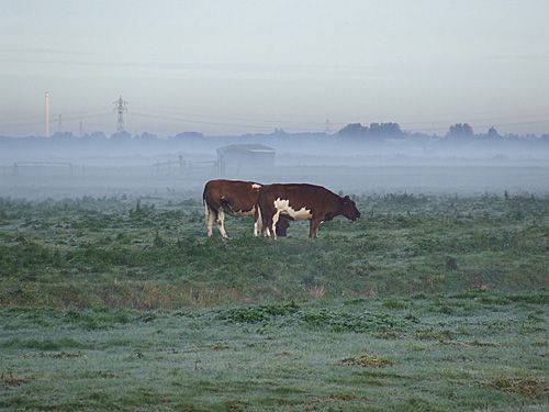 Strijen in de ochtendmist