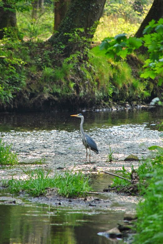 Buurse-buurserbeek-foto_bert.groener