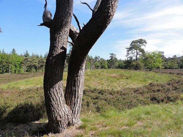 Grafheuvels op het Eeserveld