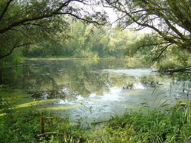 Het Ooibos, gelegen in de Duurse Waarden