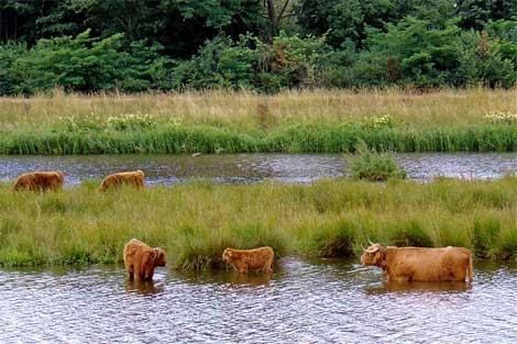 De Vecht 