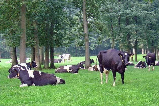 Het landschap in de omgeving van Junne