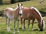De paarden  staan voor Paardenmelkerij Sand