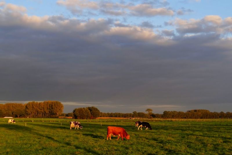 De wijdse omgeving van Holterbroek