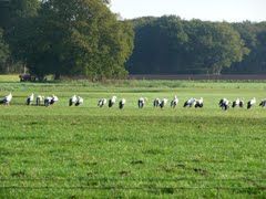 Omgeving Lankhorst