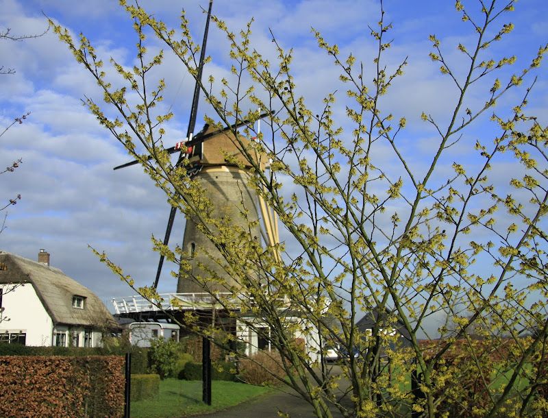 De molen nabij Groenekan. Foto: Jan Dijkstra.