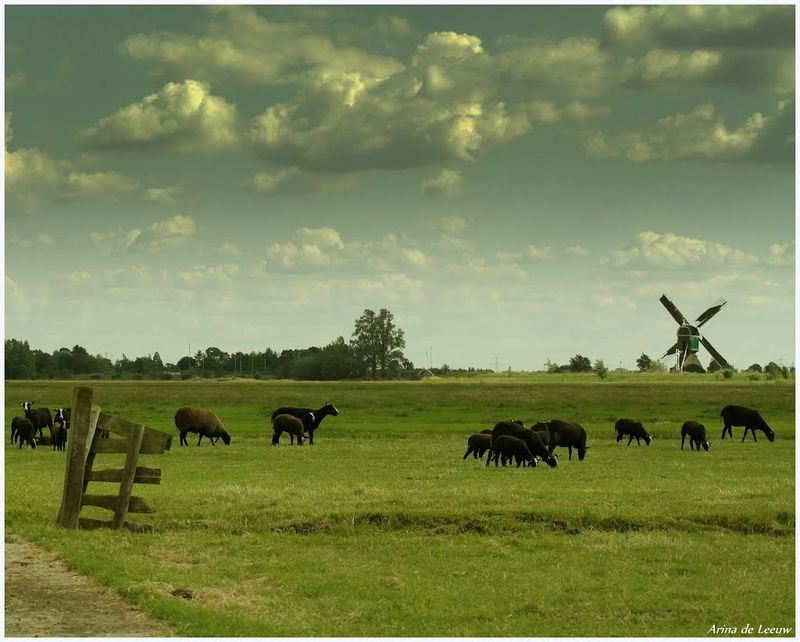 Landschap bij Kockengen. Foto:  Arina de Leeuw.