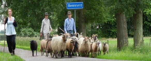Schaapskudde Benneveld
