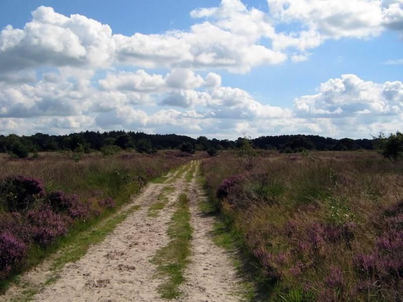 De heide van het Holtingerveld Darp