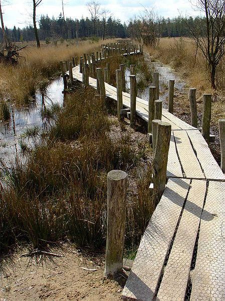 Looppad in het Dwingelderveld