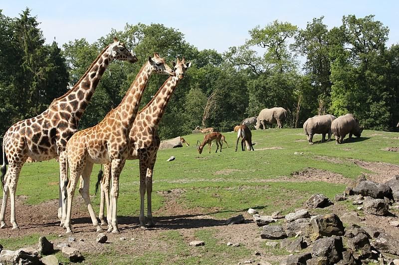 Dierenpark Emmen.