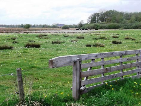 Broeklanden bij Geelbroek mer pinksterbloemen