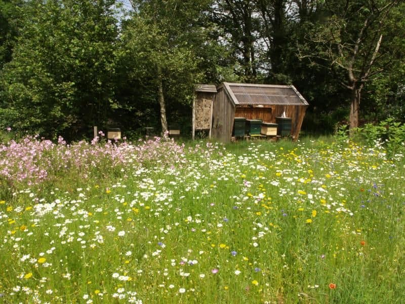 Bloemenweide in Koekangerveld
