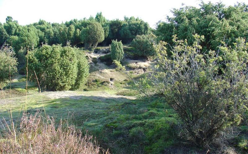 Mantingerzand