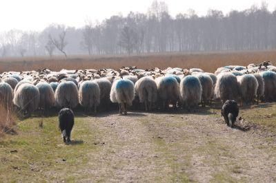 Stadsbegrazing Assen.
