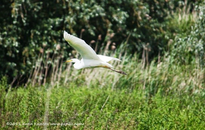 Oostvaardersplassen - Foto: Karin  Kaastra 