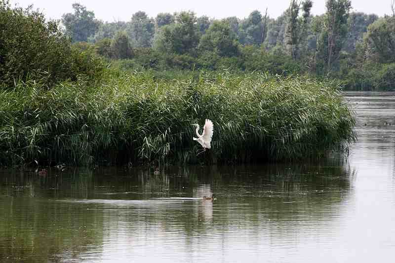 Witte reiger op de Lepelaarsplassen