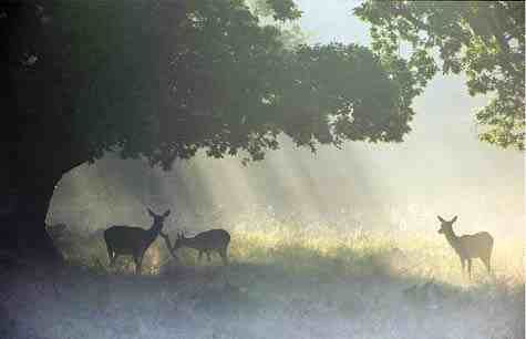 Bron: faunabeheer Flevoland