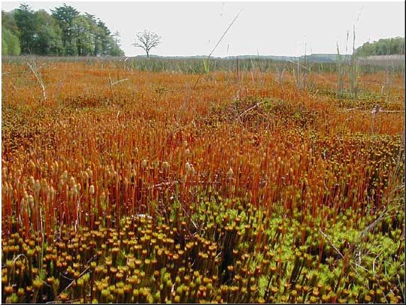 Mosveld in de omgeving van Zandhuizen