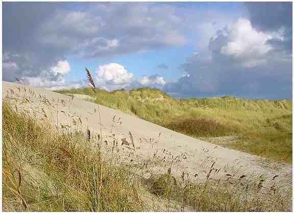 De duinen op Ameland