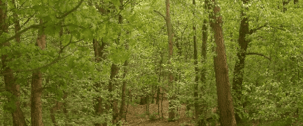 Dale is  Omgeven door bosrijke natuur