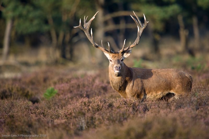 De Veluwe