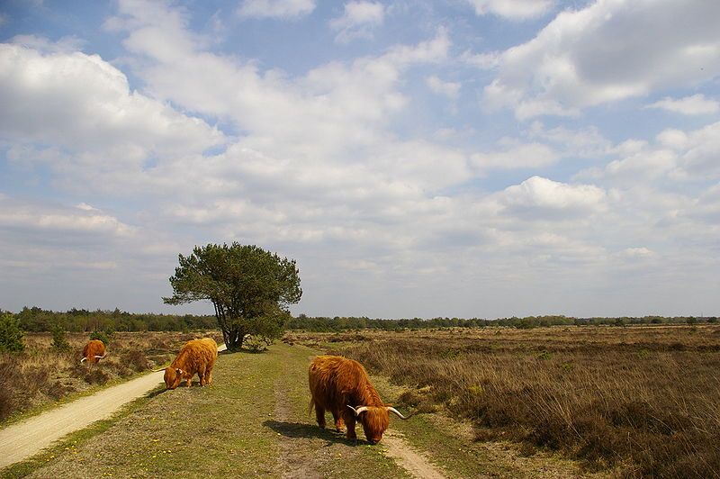 Het speulderveld