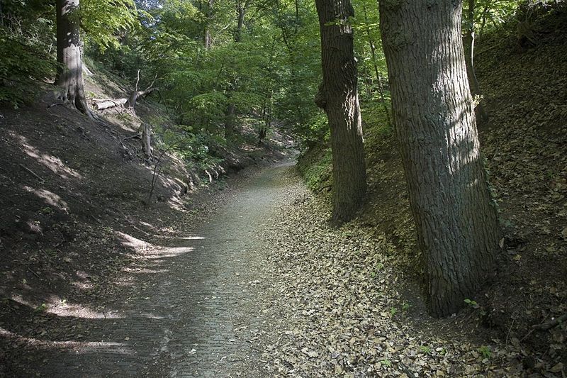 Een "Holleweg"in het Arboretum Wageningen