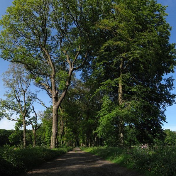 Park behorende bij Huis te Glimmen