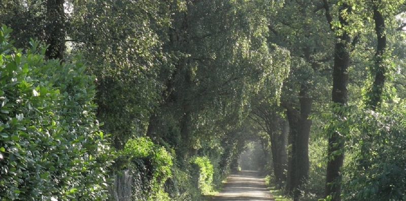 Natuur in Diekendaal