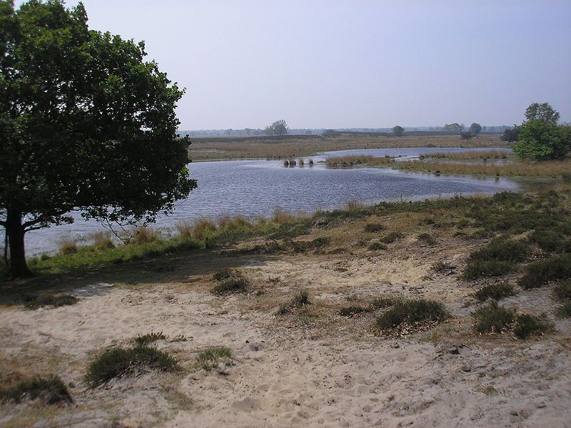 Natuurgebied Kampina bij Boxtel