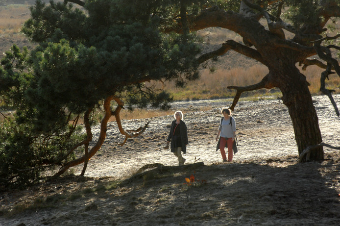 Wandelen op de Loonse- en Drunense-duinen