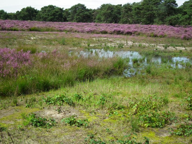 Landgoed De Moeren. 