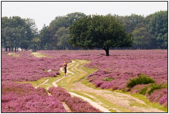 Hilversumse Heide