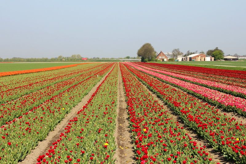 Bollenvelden bij Nieuw-Vennep