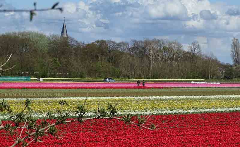 Bron: http://members.quicknet.nl/vogelenzang/index.htm