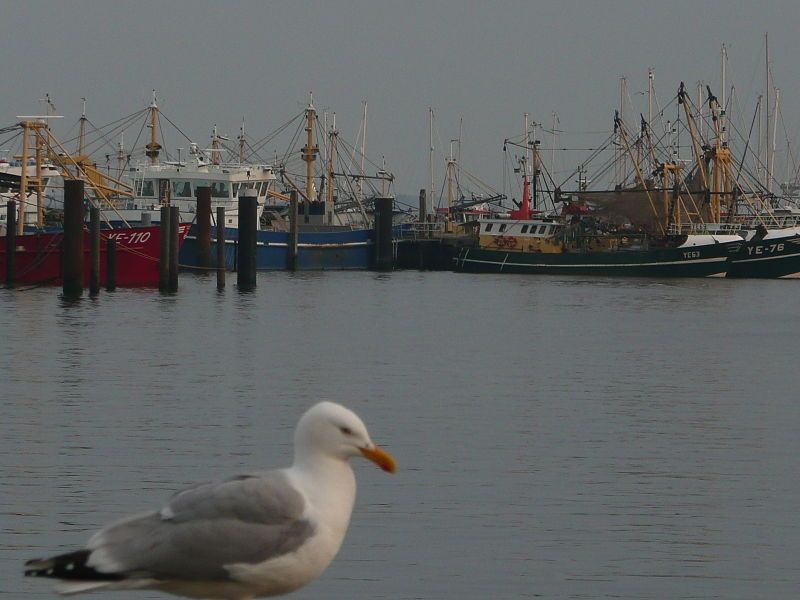 De Haven van Yerseke