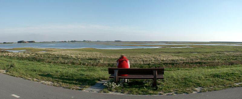 Plan Tureluur. Foto: Paul Voorhaar.