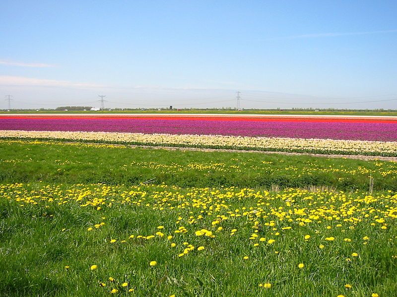 Tulpenvelden in de Bollenstreek