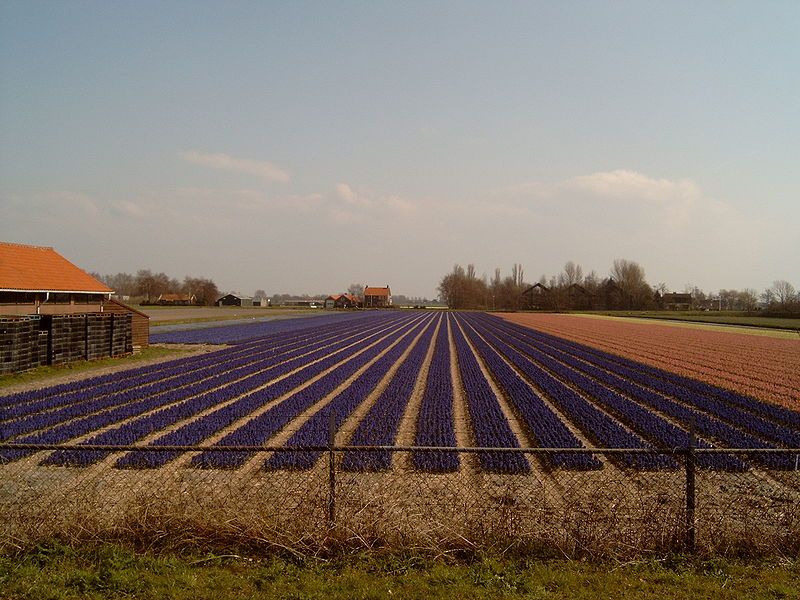 Bollenvelden - yazinthen in Hillegom