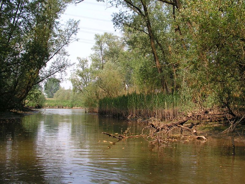 De Biesbosch