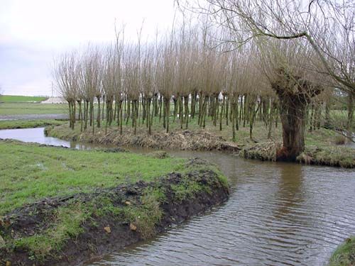 De natuur in de omgeving Giessendam/Hardinxveld