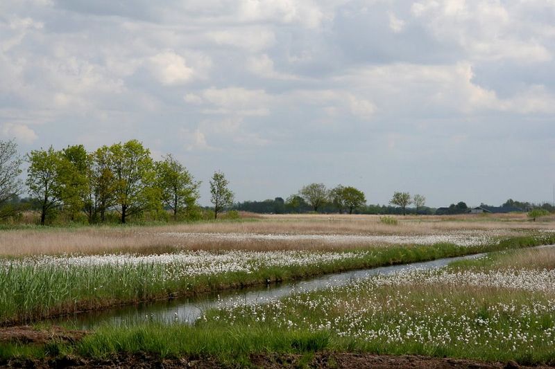 De schraallanden bij Nieuwkoop