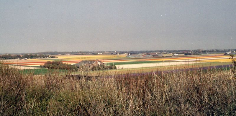 Bollenvelden bij Noordwijkerhout