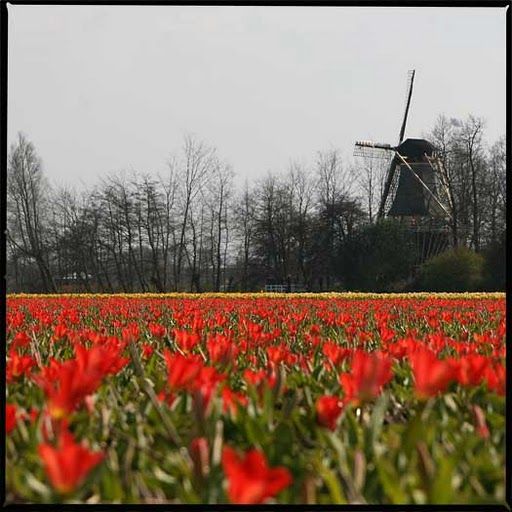 bloeiende tulpenvelden in Sassenheim